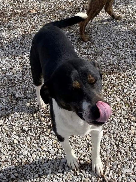 Dot, an adoptable Mixed Breed in Poland, IN, 47868 | Photo Image 3