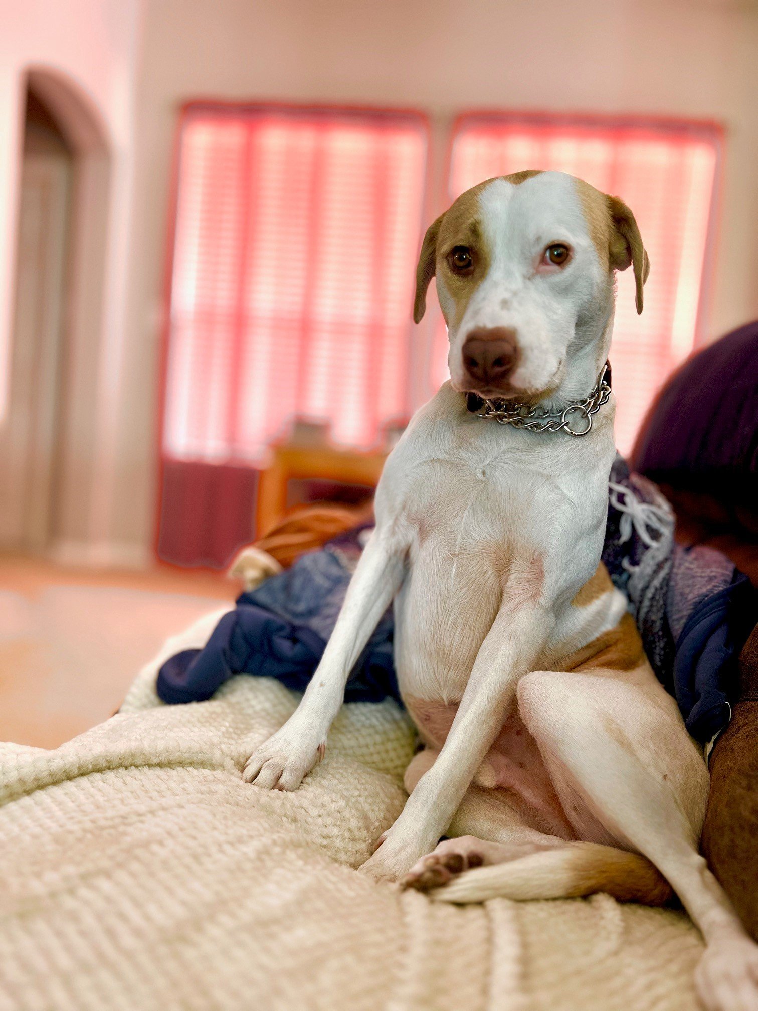 Dale2, an adoptable Labrador Retriever in The Woodlands, TX, 77393 | Photo Image 1
