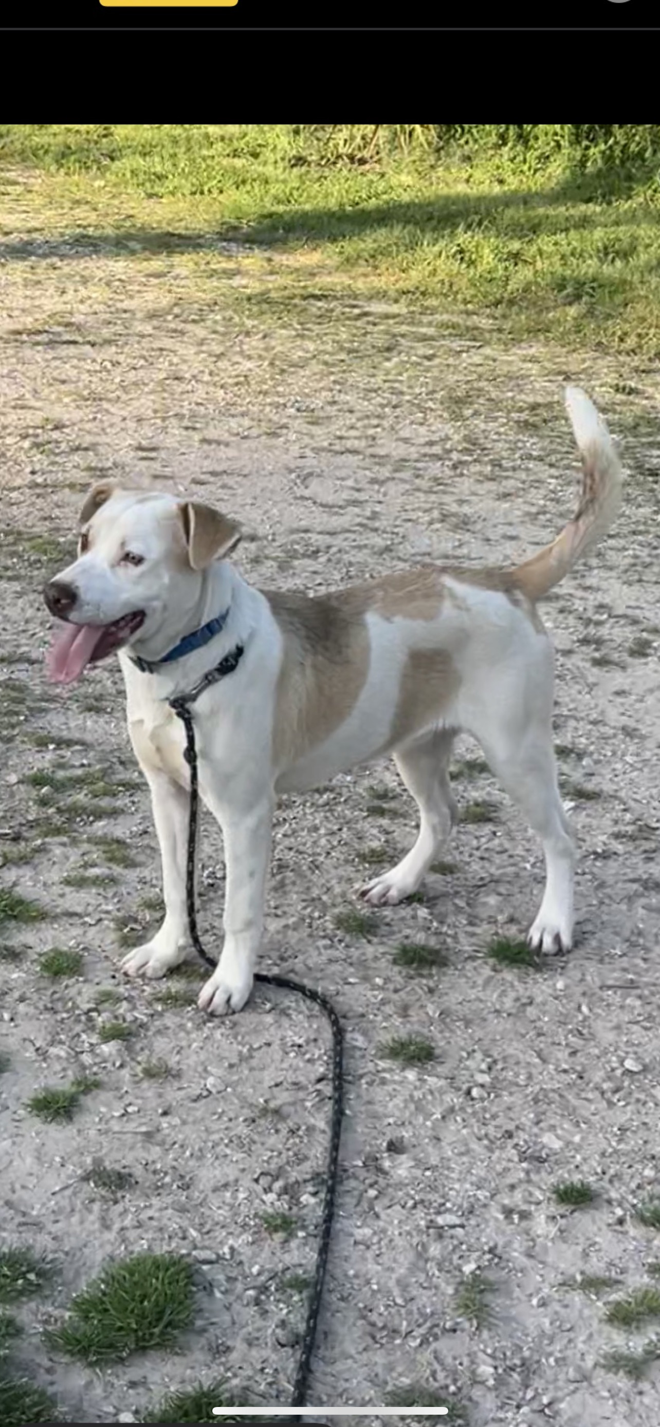 Dale2, an adoptable Labrador Retriever in The Woodlands, TX, 77393 | Photo Image 2
