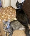 Butterball and Giblet (bonded male/female pair)