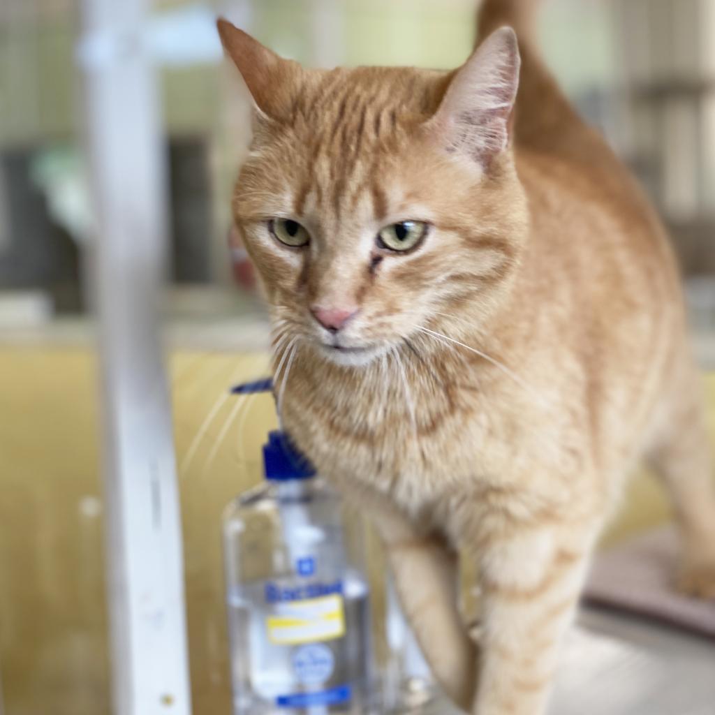 Peepers, an adoptable Domestic Short Hair in Mount Juliet, TN, 37122 | Photo Image 1