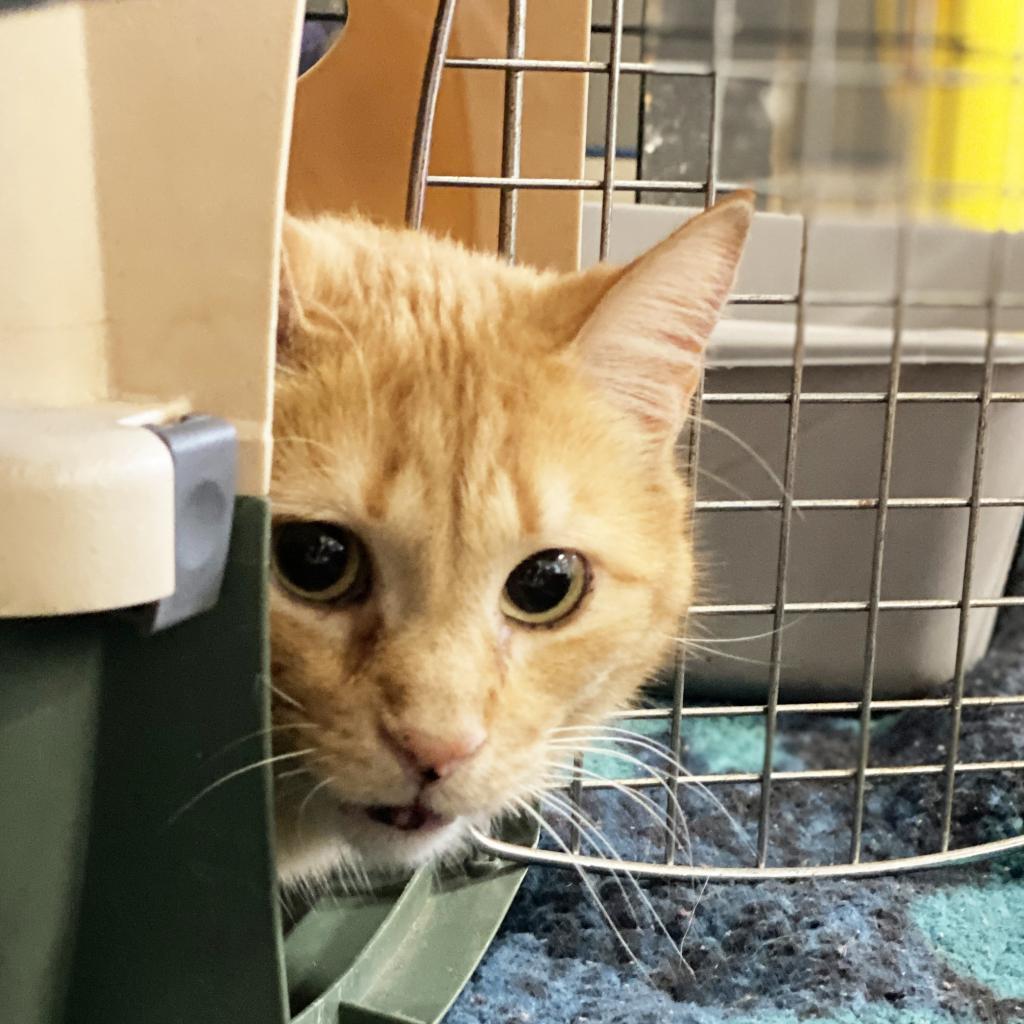 Peepers, an adoptable Domestic Short Hair in Mount Juliet, TN, 37122 | Photo Image 3