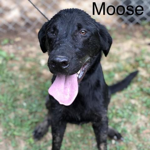 Moose