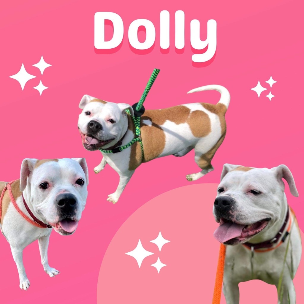 Dolly