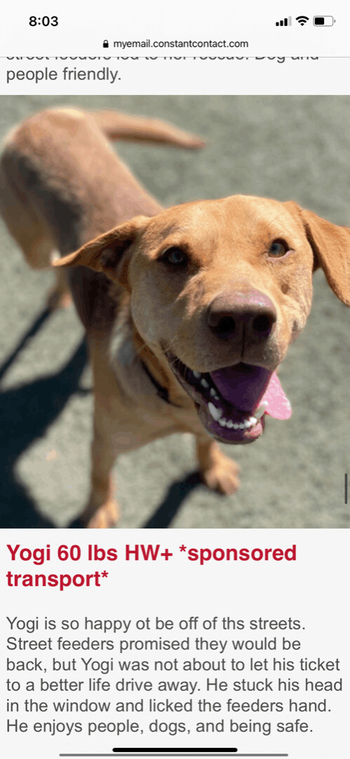 Yogi (foster to adopt)