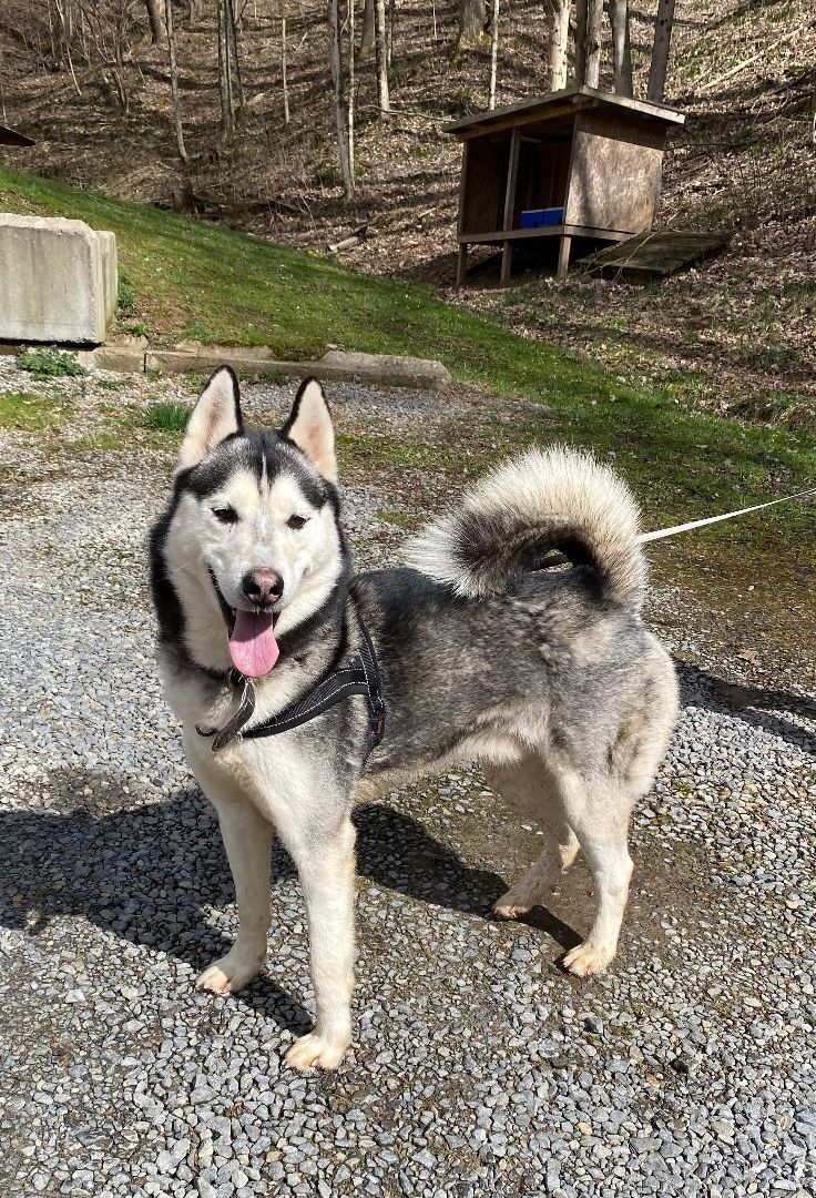 Bono, an adoptable Husky in Salem, WV, 26426 | Photo Image 1