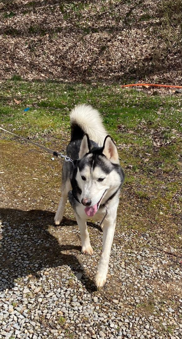 Bono, an adoptable Husky in Salem, WV, 26426 | Photo Image 2