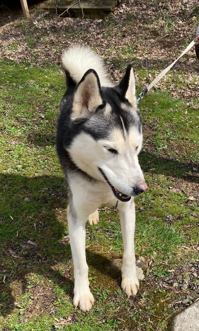 Bono, an adoptable Husky in Salem, WV, 26426 | Photo Image 3