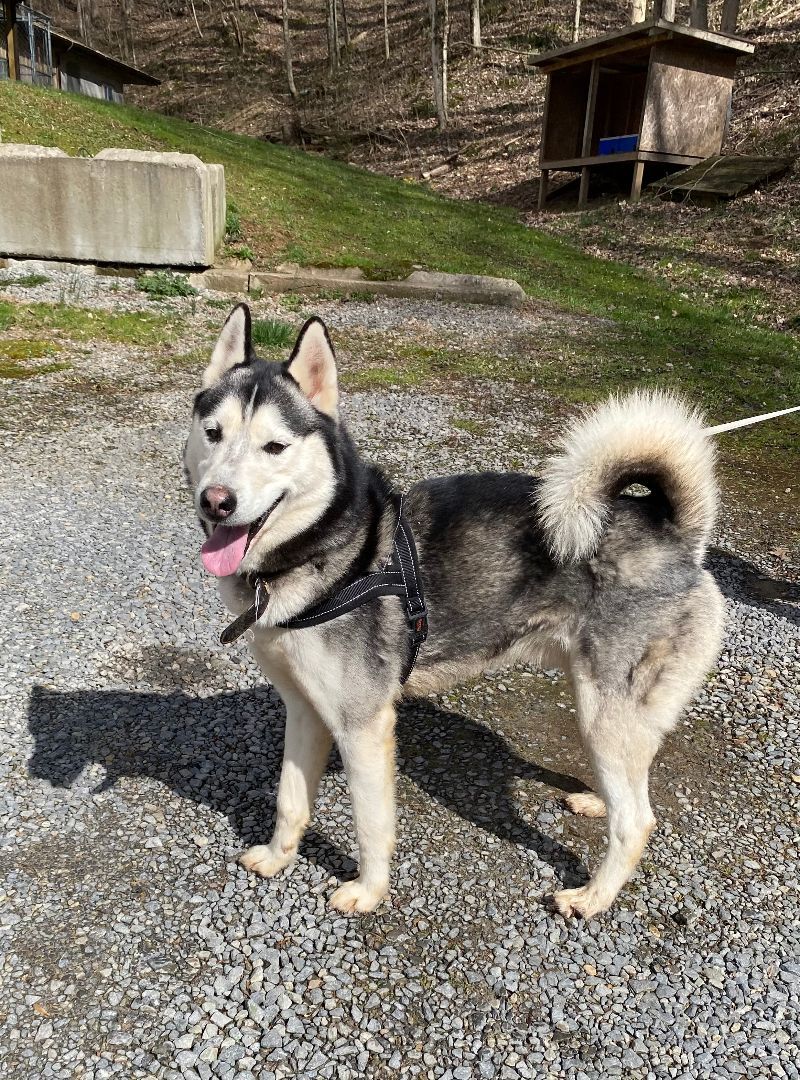 Bono, an adoptable Husky in Salem, WV, 26426 | Photo Image 4