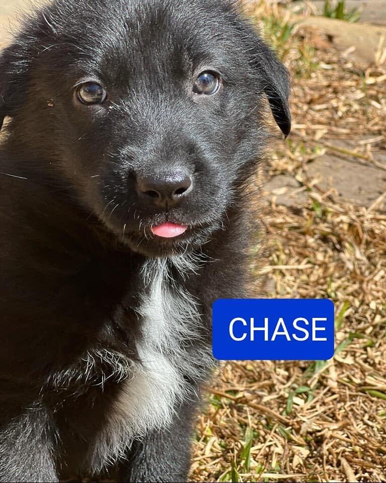 Chase