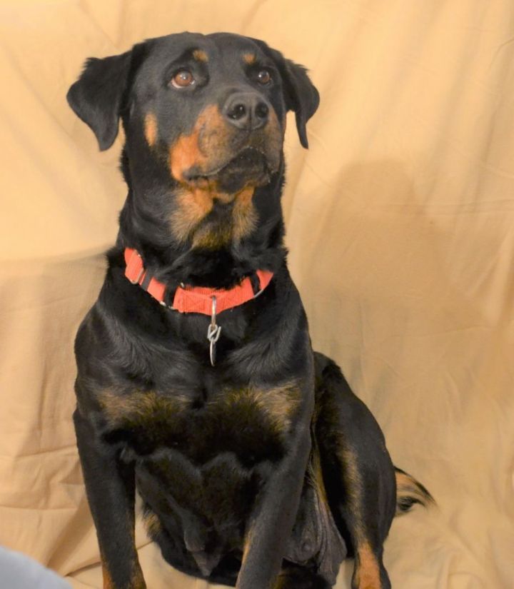 Lily, an adoptable Rottweiler Mix in Oregon, OH_image-1
