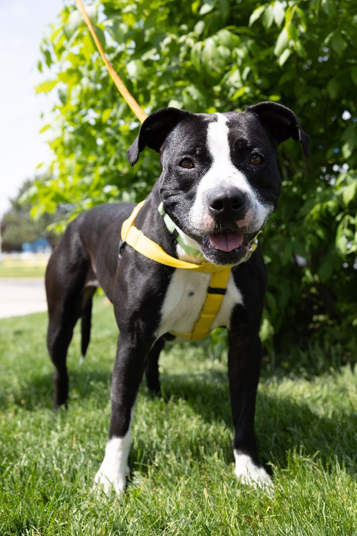 Zara, an adoptable Pit Bull Terrier in Naperville, IL_image-5