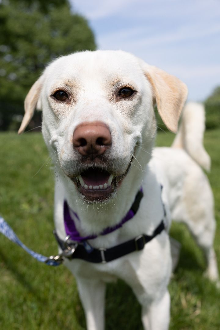 Brook, an adoptable Labrador Retriever & Great Pyrenees Mix in Naperville, IL_image-3