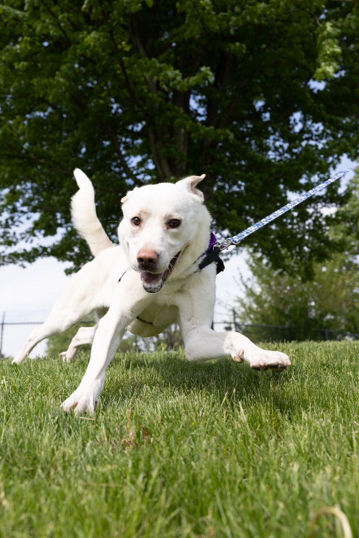 Brook, an adoptable Labrador Retriever & Great Pyrenees Mix in Naperville, IL_image-6