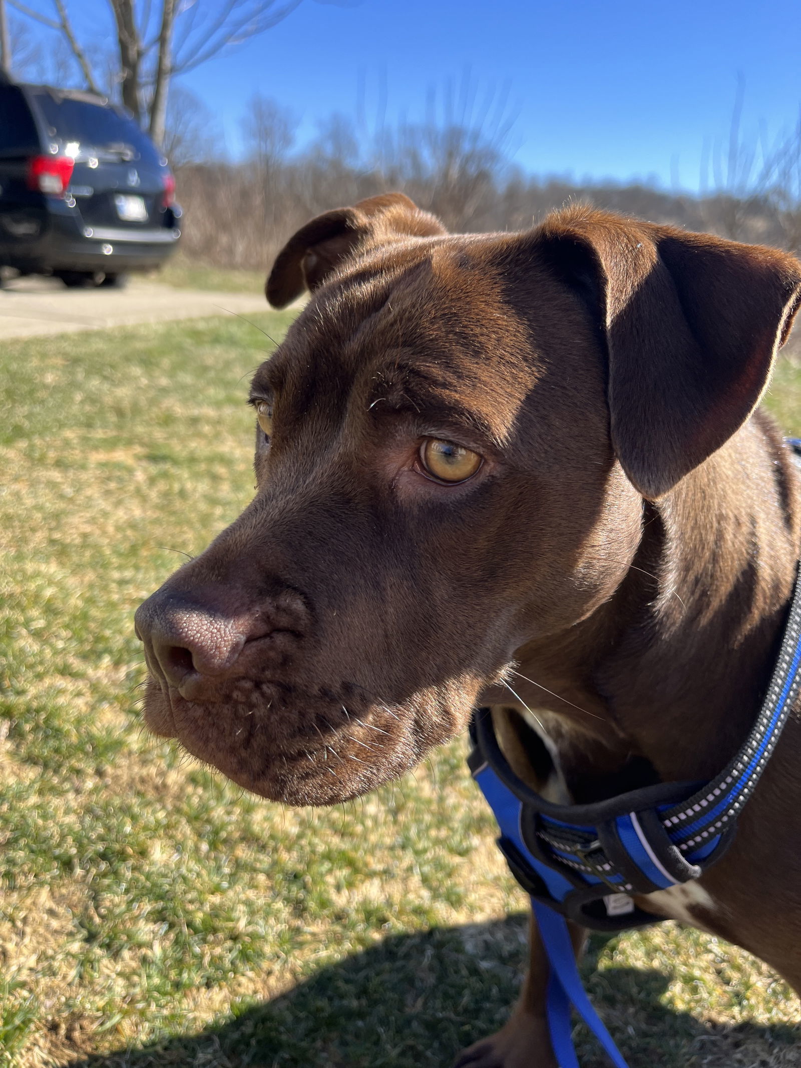 Rina, an adoptable Mixed Breed in Poland, IN, 47868 | Photo Image 1