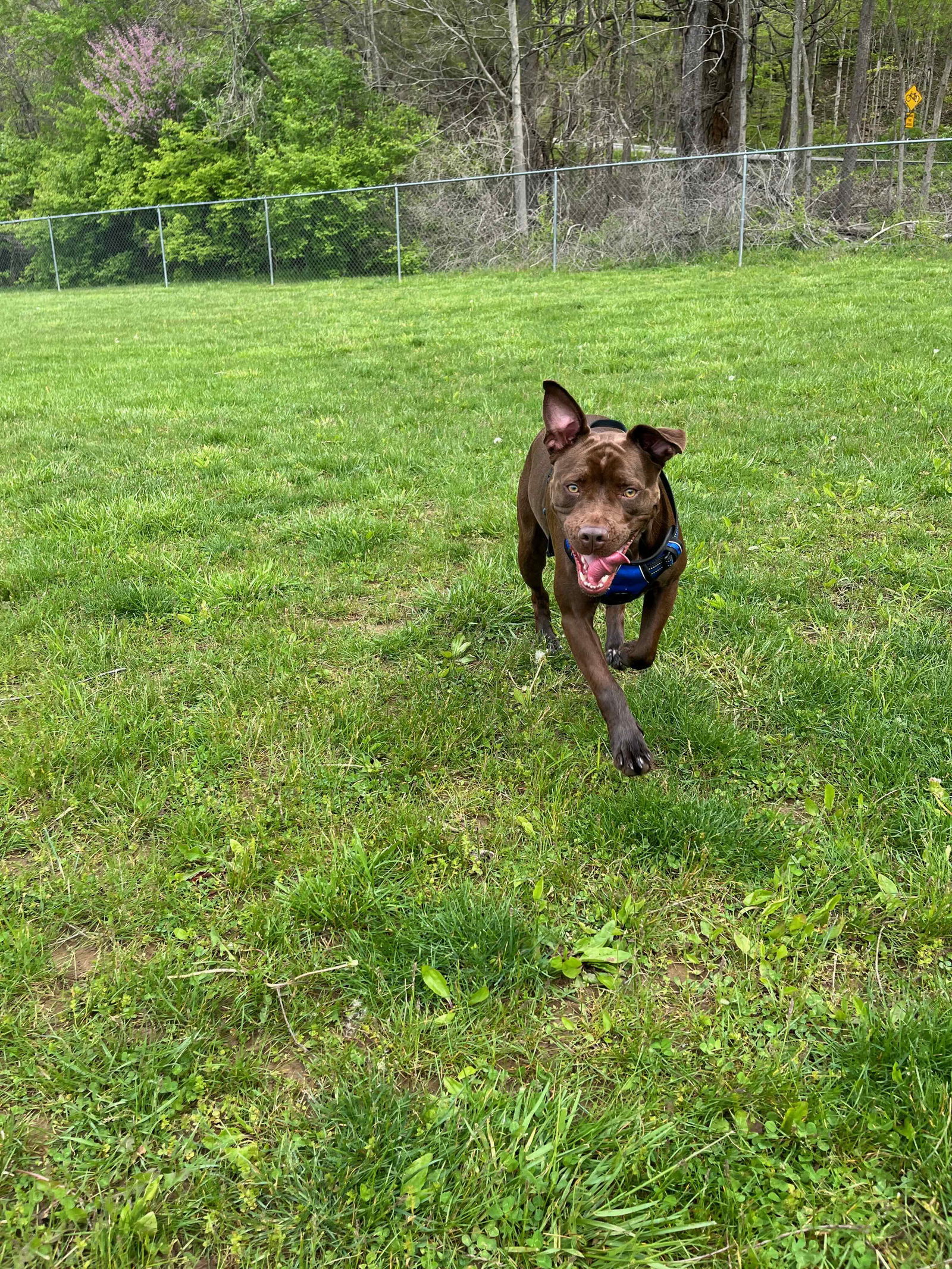 Rina, an adoptable Mixed Breed in Poland, IN, 47868 | Photo Image 2