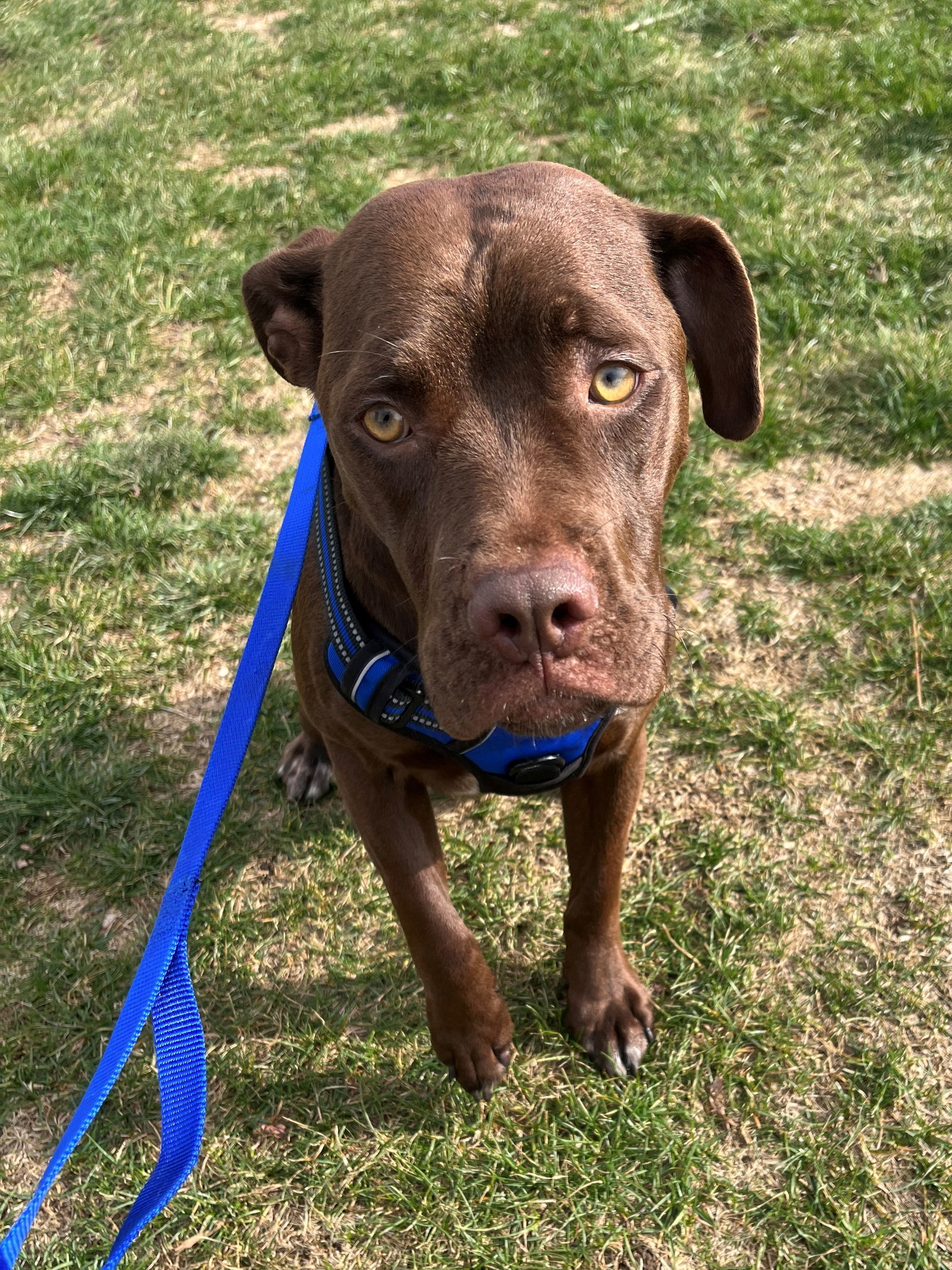 Rina, an adoptable Mixed Breed in Poland, IN, 47868 | Photo Image 3