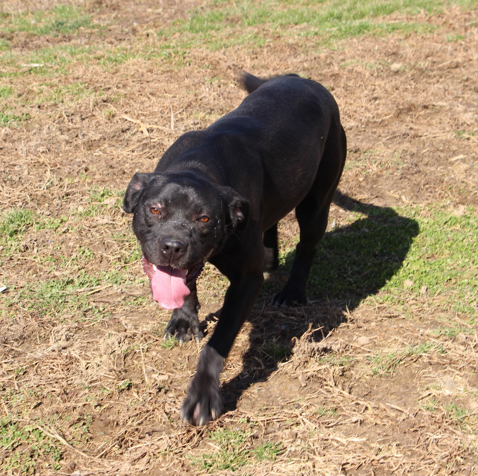 Raven, an adoptable Mixed Breed in Poland, IN, 47868 | Photo Image 1