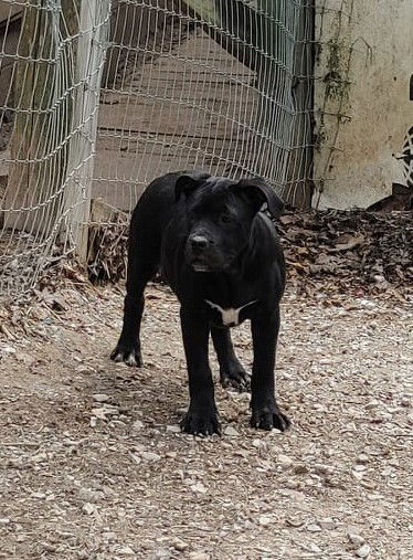 Raven, an adoptable Mixed Breed in Poland, IN, 47868 | Photo Image 2