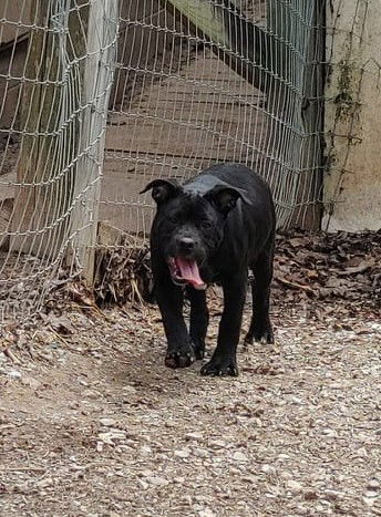 Raven, an adoptable Mixed Breed in Poland, IN, 47868 | Photo Image 3