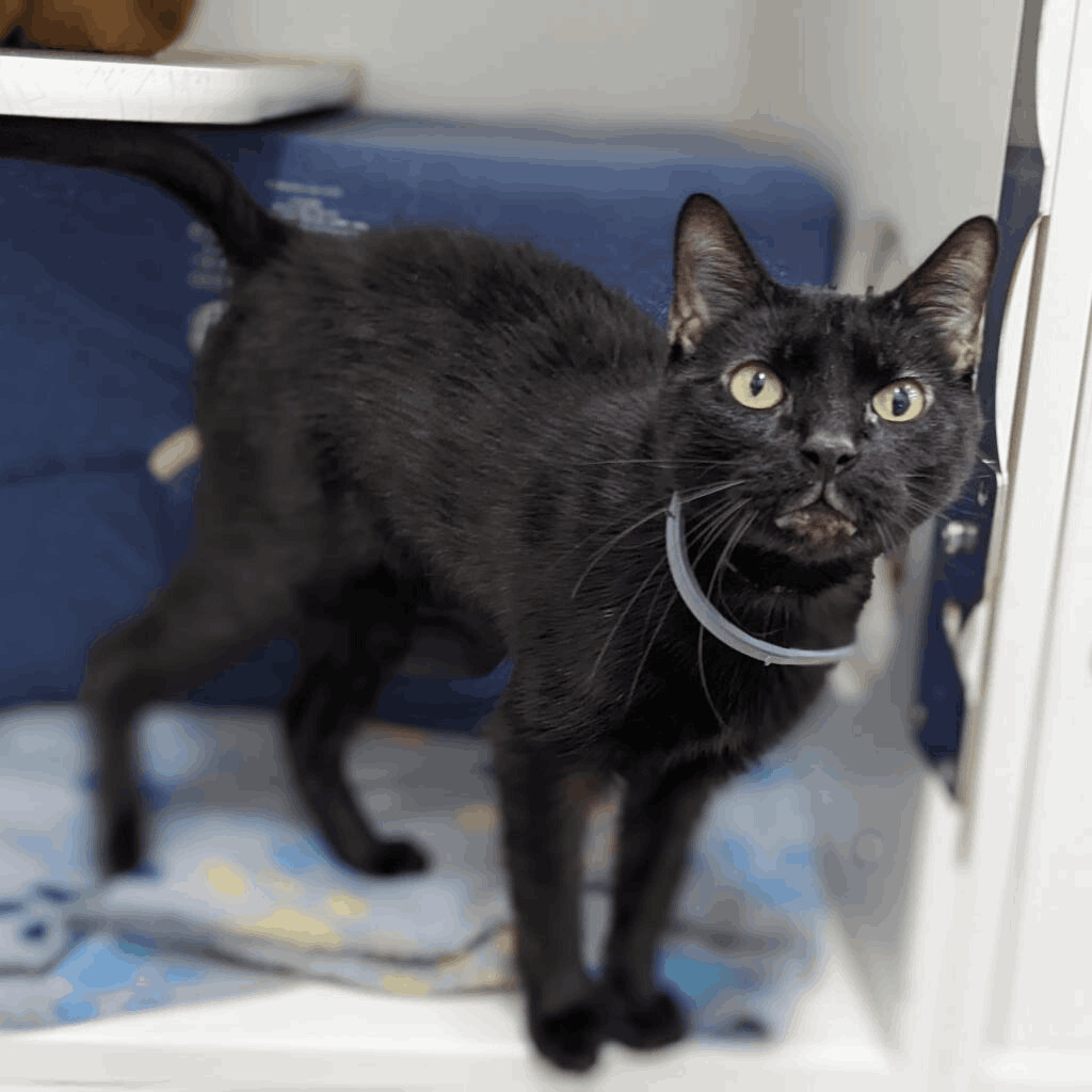 Georgia, an adoptable Domestic Short Hair in Mount Vernon, OH, 43050 | Photo Image 1