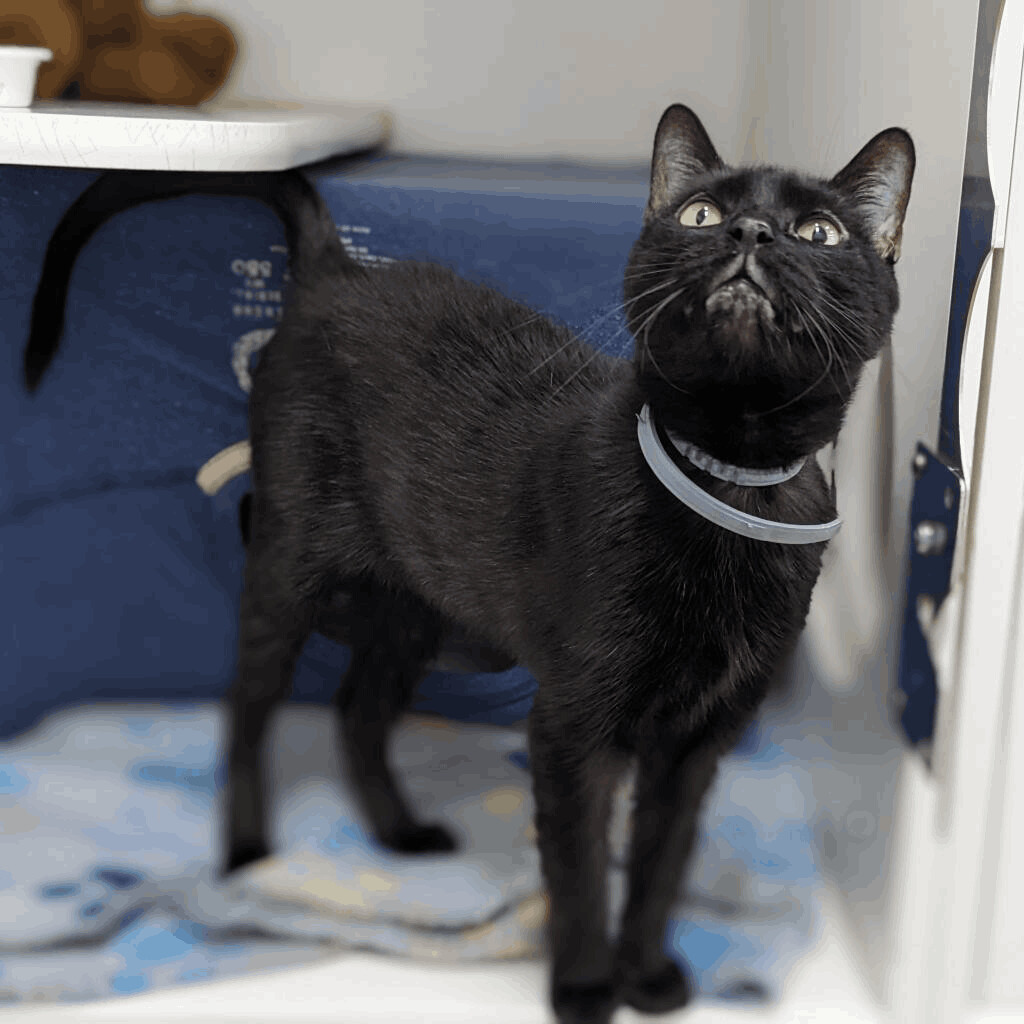 Georgia, an adoptable Domestic Short Hair in Mount Vernon, OH, 43050 | Photo Image 2