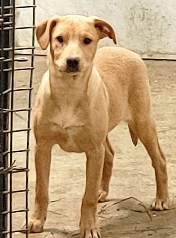 Honey, an adoptable Mixed Breed in Poland, IN, 47868 | Photo Image 1