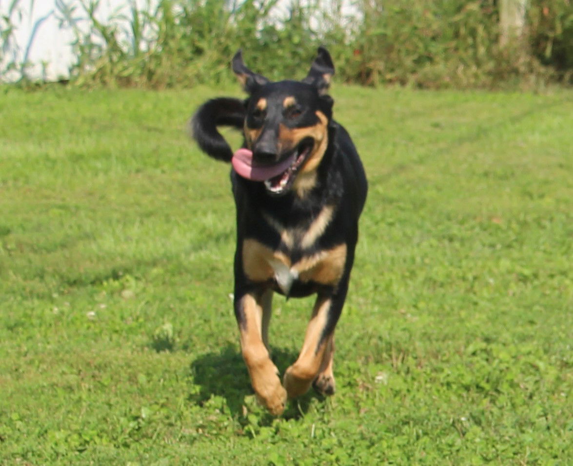 Howie, an adoptable Mixed Breed in Poland, IN, 47868 | Photo Image 1