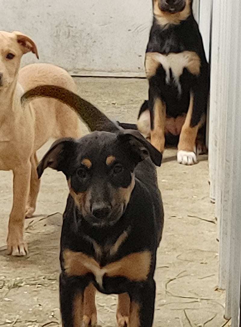 Howie, an adoptable Mixed Breed in Poland, IN, 47868 | Photo Image 2