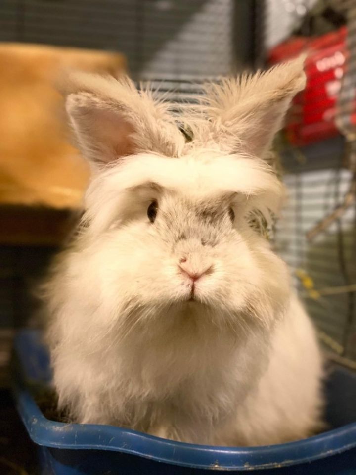 Twitch and June, an adoptable Angora Rabbit in Dallas, PA_image-1
