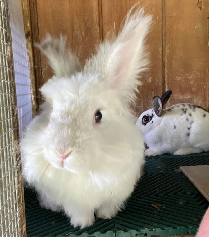 Twitch and June, an adoptable Angora Rabbit in Dallas, PA_image-2