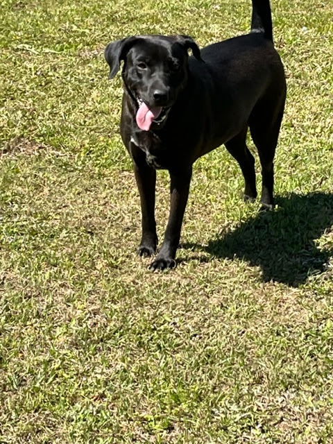 Jingles, an adoptable Labrador Retriever in Eastman, GA, 31023 | Photo Image 1