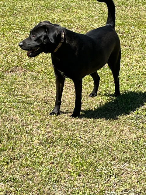 Jingles, an adoptable Labrador Retriever in Eastman, GA, 31023 | Photo Image 2