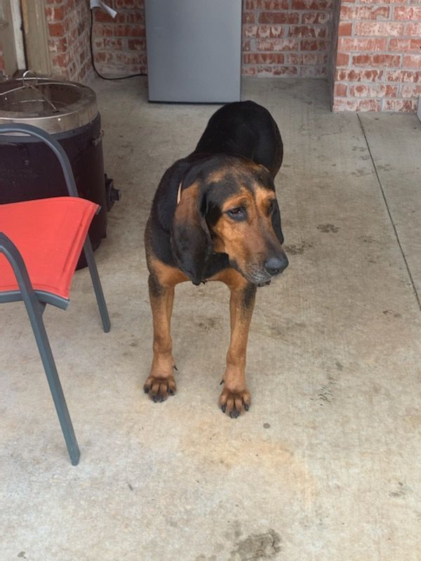 indrømme oplukker samtidig Dog for adoption - Buddy, a Bloodhound & Black and Tan Coonhound Mix in  Fayetteville, AR | Petfinder
