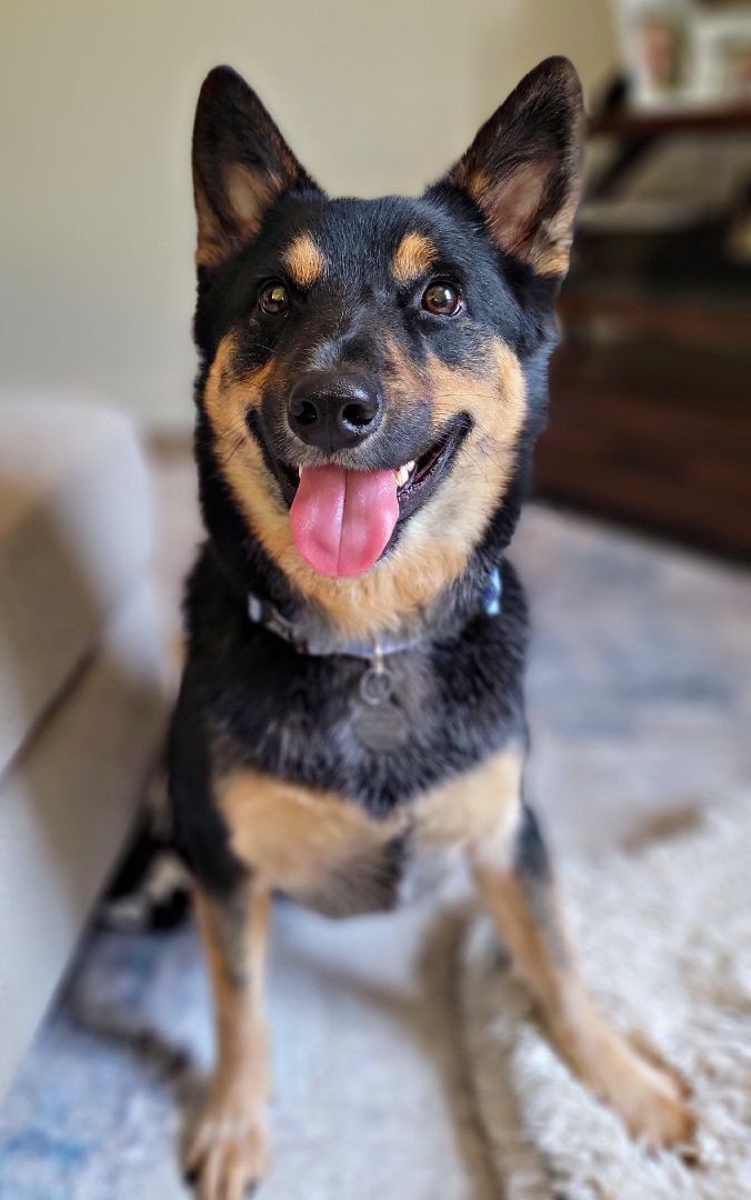 Blue heeler and sales german shepherd puppies