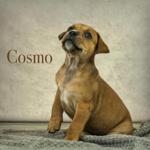 Cosmo 03-3191