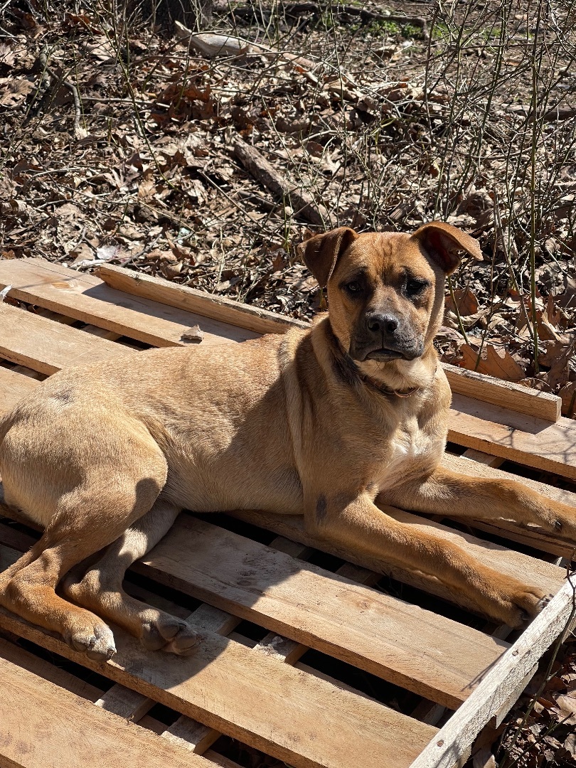 BowTie, an adoptable Hound in Hedgesville, WV, 25427 | Photo Image 1