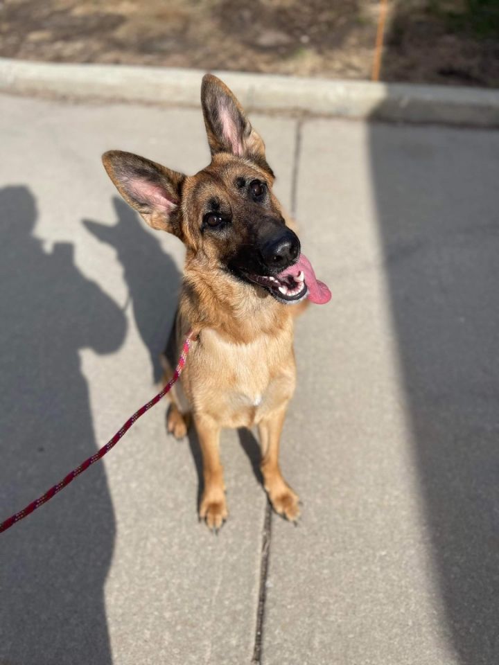 Harmony, an adoptable German Shepherd Dog in Chicago, IL_image-1