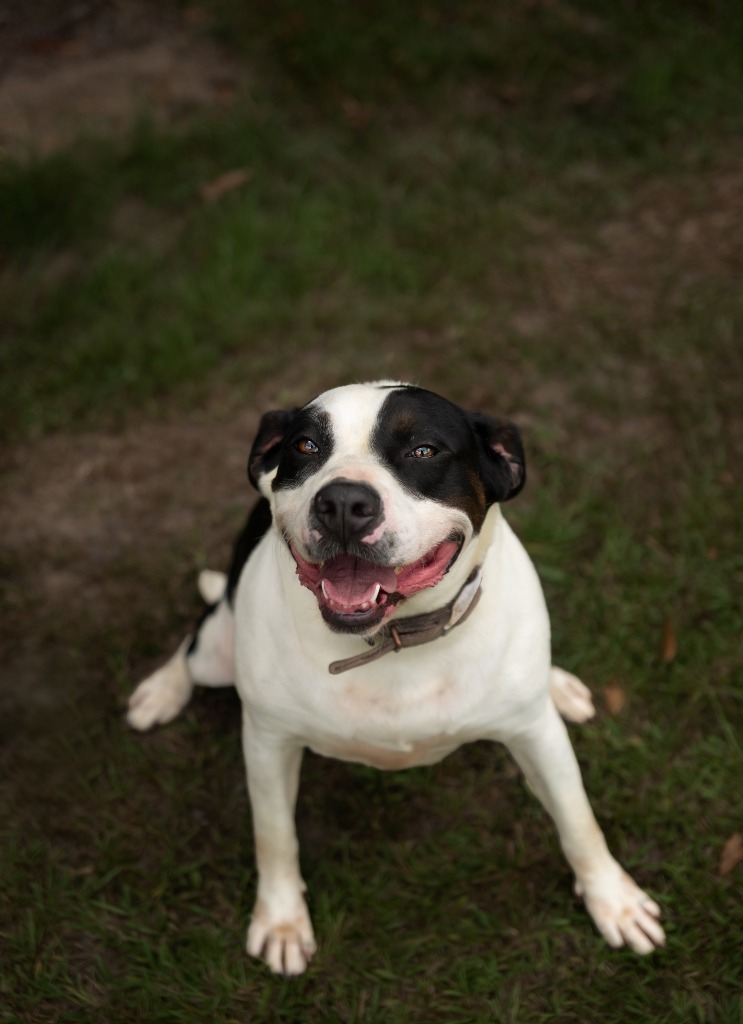 Princess, an adoptable Pit Bull Terrier, Mixed Breed in Saint Francisville, LA, 70775 | Photo Image 1
