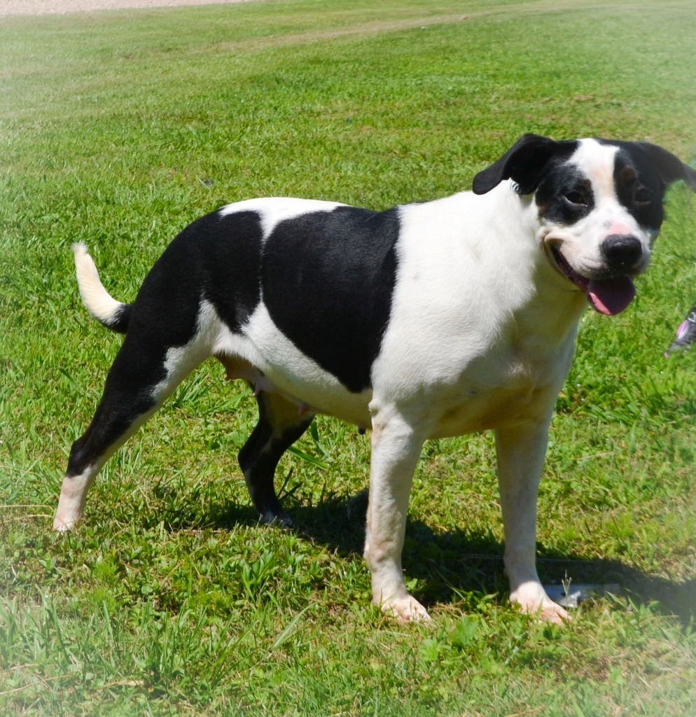 Princess, an adoptable Pit Bull Terrier, Mixed Breed in Saint Francisville, LA, 70775 | Photo Image 3