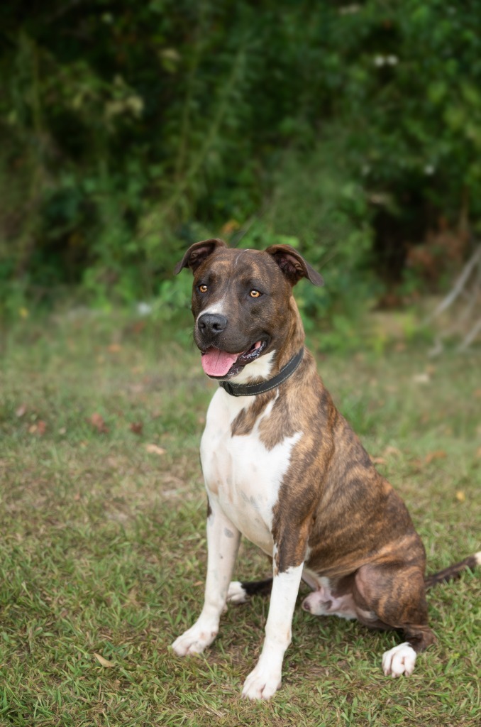 Kingdom, an adoptable Pit Bull Terrier, Mixed Breed in Saint Francisville, LA, 70775 | Photo Image 1
