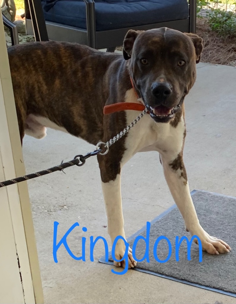 Kingdom, an adoptable Pit Bull Terrier, Mixed Breed in Saint Francisville, LA, 70775 | Photo Image 2