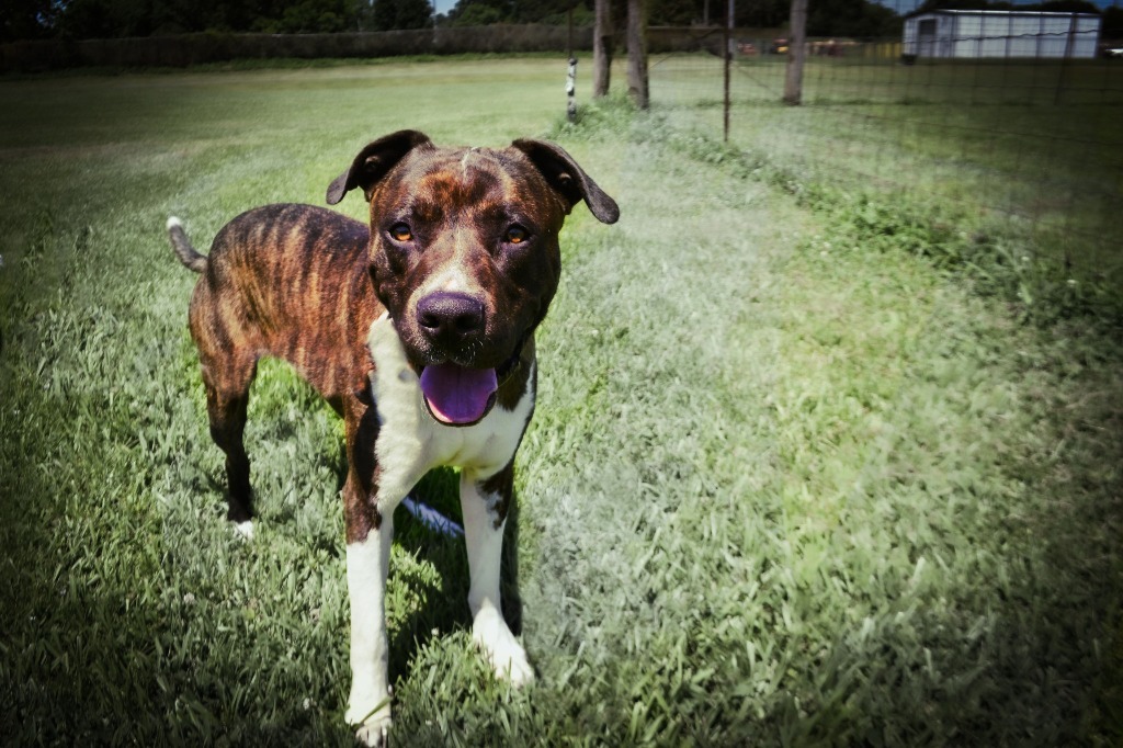 Kingdom, an adoptable Pit Bull Terrier, Mixed Breed in Saint Francisville, LA, 70775 | Photo Image 3