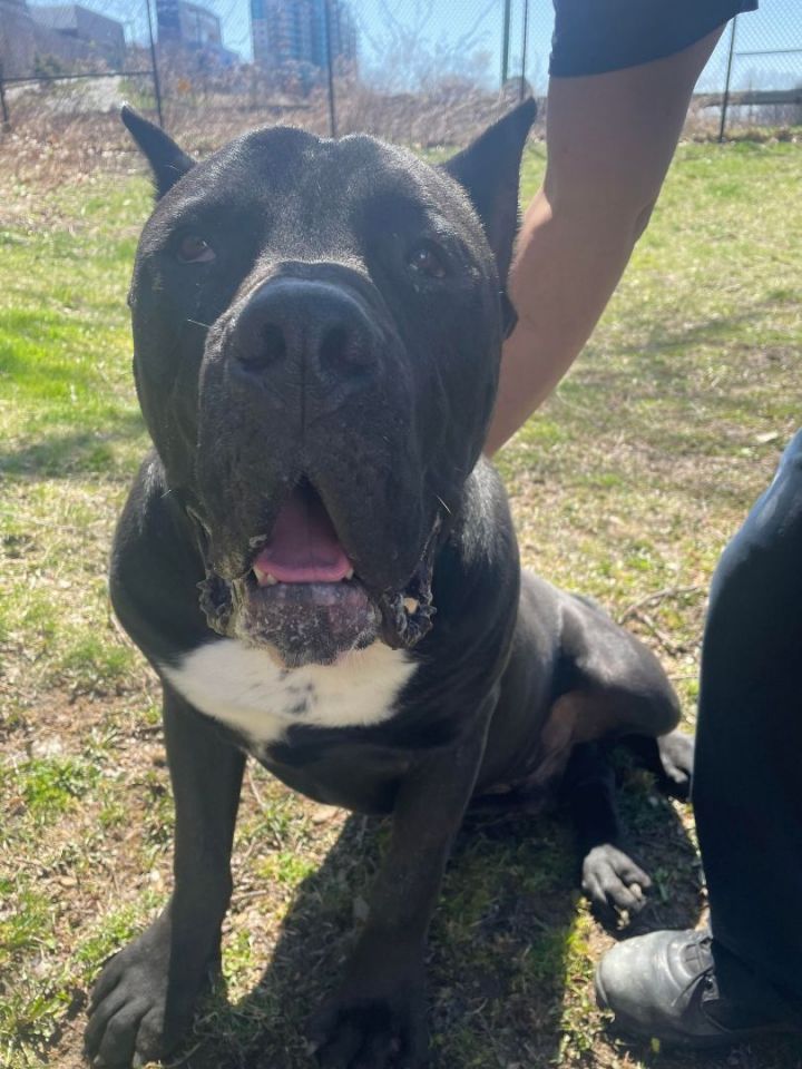 Dog For Adoption - Magic Mike, A Cane Corso In New York, Ny | Petfinder