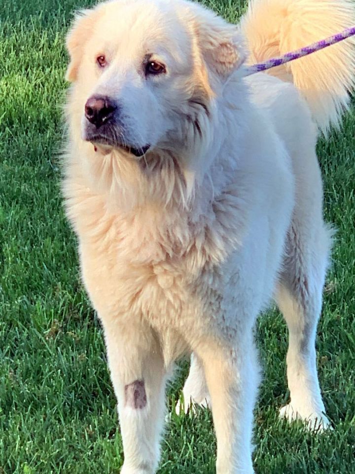 Dog for adoption - Sully, a Great Pyrenees in Granite Bay, CA | Petfinder