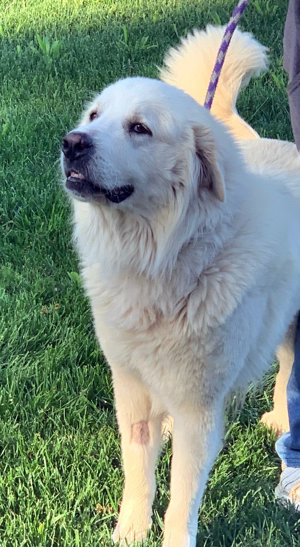 Sully, an adoptable Great Pyrenees in Granite Bay, CA, 95746 | Photo Image 2