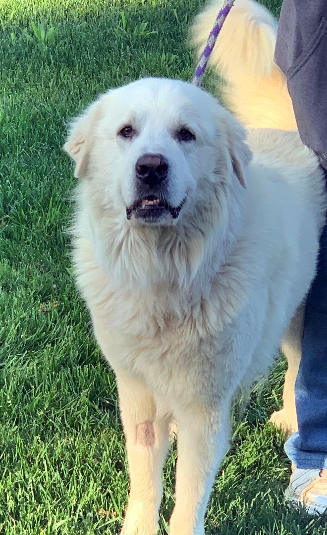Sully, an adoptable Great Pyrenees in Granite Bay, CA, 95746 | Photo Image 4