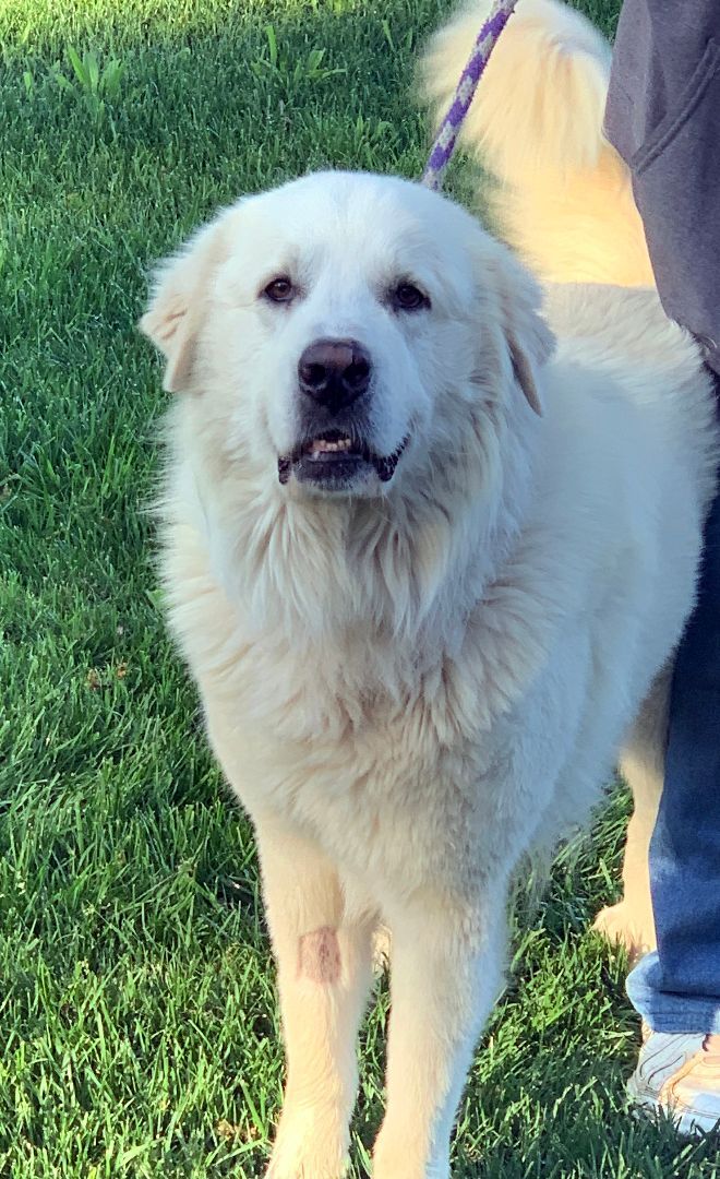 Dog For Adoption - Sully, A Great Pyrenees In Granite Bay, Ca 