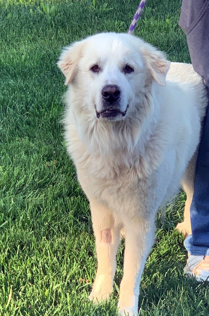 Sully, an adoptable Great Pyrenees in Granite Bay, CA, 95746 | Photo Image 6