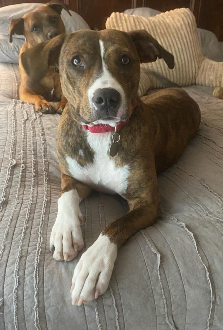 greyhound pitbull boxer mix